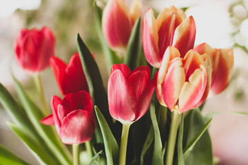 Bouquet of red tulips