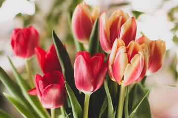 Bouquet of red tulips