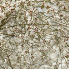 flowering almonds background
