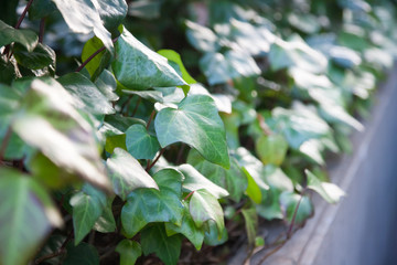 植物