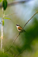Penduline Tit (Remiz pendulinus).
