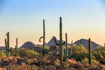 Saguaros and the McDowell Moutains in North Scottsdale Brown's Ranch hiking trail - obrazy, fototapety, plakaty