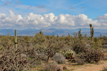 Fototapeta na wymiar Hiking in Scottsdale at Brown's Ranch