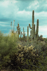 Saguaros in the Scottsdale Preserve