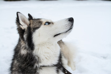 portrait of siberian husky