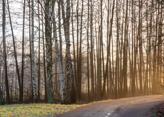A road through misty woodland in gothenburg Sweden with golden light from sun