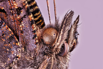 Butterfly Nymphalis polychloros. Macro stack photo