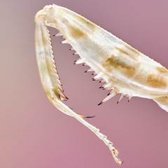Big creobroter gemmatus mantis. Macro close up stacking image. Insect photo