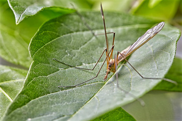 Close up Focus Stacking - Large Crane-fly, Crane fly, Giant Cranefly, Tipula maxima