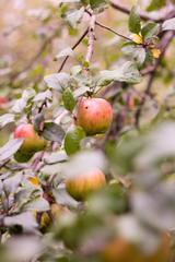 apples on tree