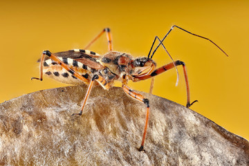 Predatory true bug in the family Nabidae. Close up macro stacking won the yellow background