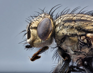 Macro lens close up detail shot of a common house fly.