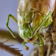 Big green grasshopper on solid background. Macro close up stacking image