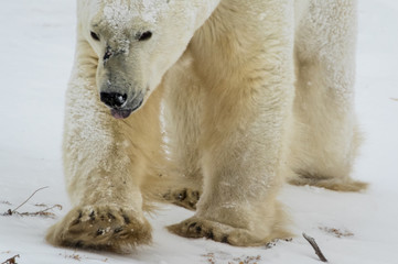 Polar bear in Churchill, Canada