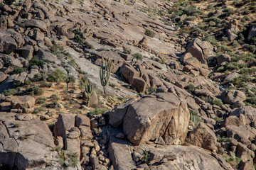 Saguaros nested in boulders