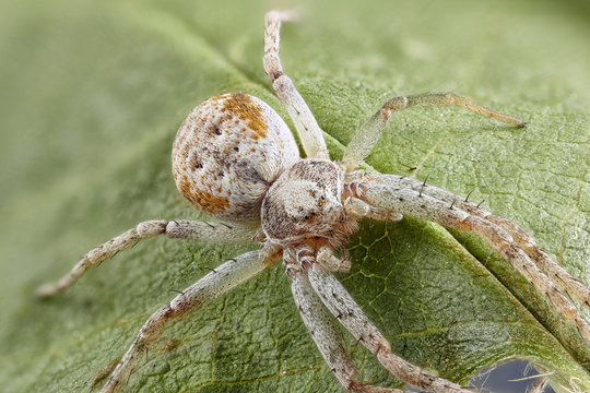Close Up Image Of Crab Spider on the leaf. Sharpen stacking image