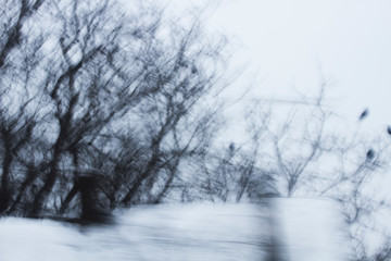  Blurred tree branches