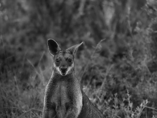 Wallaby
