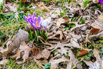 blooming crocus in the park. first spring flowers