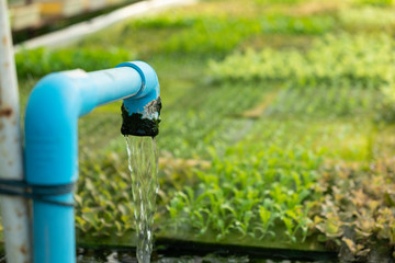 Fototapeta premium Hydroponic system water and fertilizer automation for vegetable green oak vegetable garden, eco organic modern smart farm 4.0 technology, Agronomist in , Agriculture Field