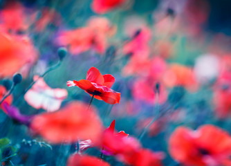bright red poppies blossomed on a summer field on a warm summer fairy-tale day