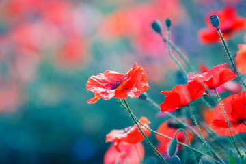 natural background with bright scarlet poppy flowers bloomed on a summer field on a warm soft June...