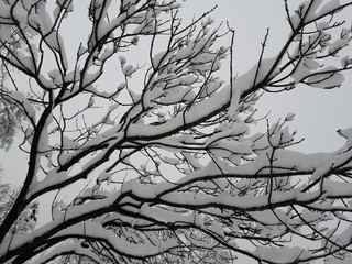 Tree in winter, Serbia