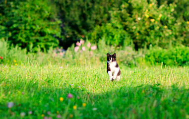 Naklejka na ściany i meble portrait of a cute cat running on a lush green meadow on a warm spring day among the flowers of fragrant pink clover
