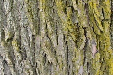 old rough bark of a tree with moss