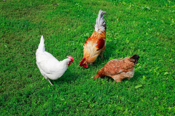 top view of the poultry a cock and hens walking on juicy green grass in the farm yard in the summer