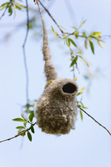 Penduline Tit (Remiz pendulinus).