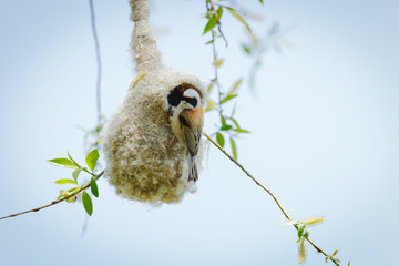Penduline Tit (Remiz pendulinus).
