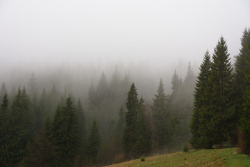 Foggy, spring forest with tall trees in the Ukrainian Carpathian Mountains.