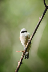 Penduline Tit (Remiz pendulinus).