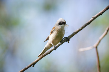 Penduline Tit (Remiz pendulinus).