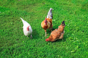 top view of the poultry a cock and hens walking on juicy green grass in the farm yard