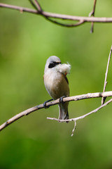 Penduline Tit (Remiz pendulinus).