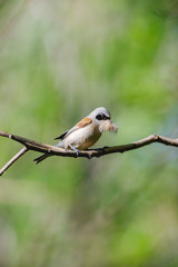 Penduline Tit (Remiz pendulinus).
