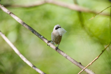 Penduline Tit (Remiz pendulinus).