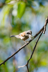Penduline Tit (Remiz pendulinus).