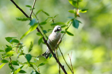 Penduline Tit (Remiz pendulinus).