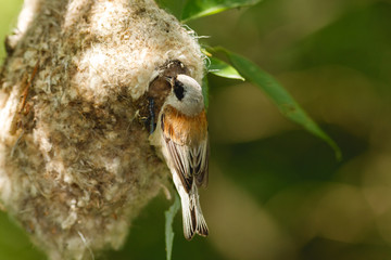 Penduline Tit (Remiz pendulinus).