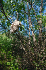 Penduline Tit (Remiz pendulinus).