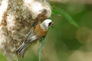 Penduline Tit (Remiz pendulinus).