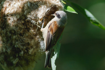 Penduline Tit (Remiz pendulinus).