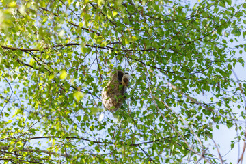 Penduline Tit (Remiz pendulinus).