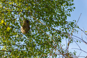 Penduline Tit (Remiz pendulinus).
