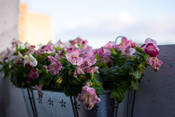 Pink flowers in an iron pot on balcony