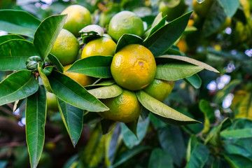 Tangerines ripen on a tree, but still green. Until full maturation remained 1 month.