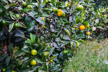Tangerines ripen on a tree, but still green. Until full maturation remained 1 month.